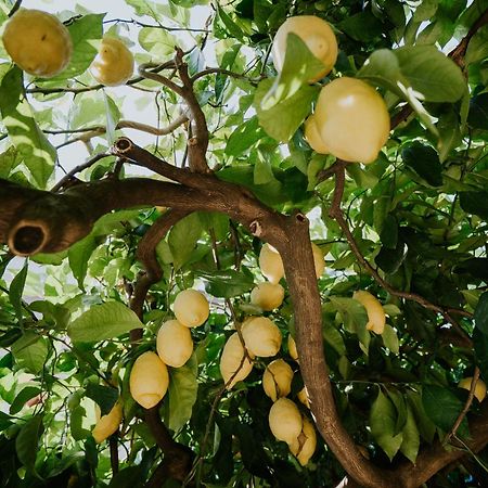 Il Giardino Dei Limoni Leilighet Polvica Eksteriør bilde