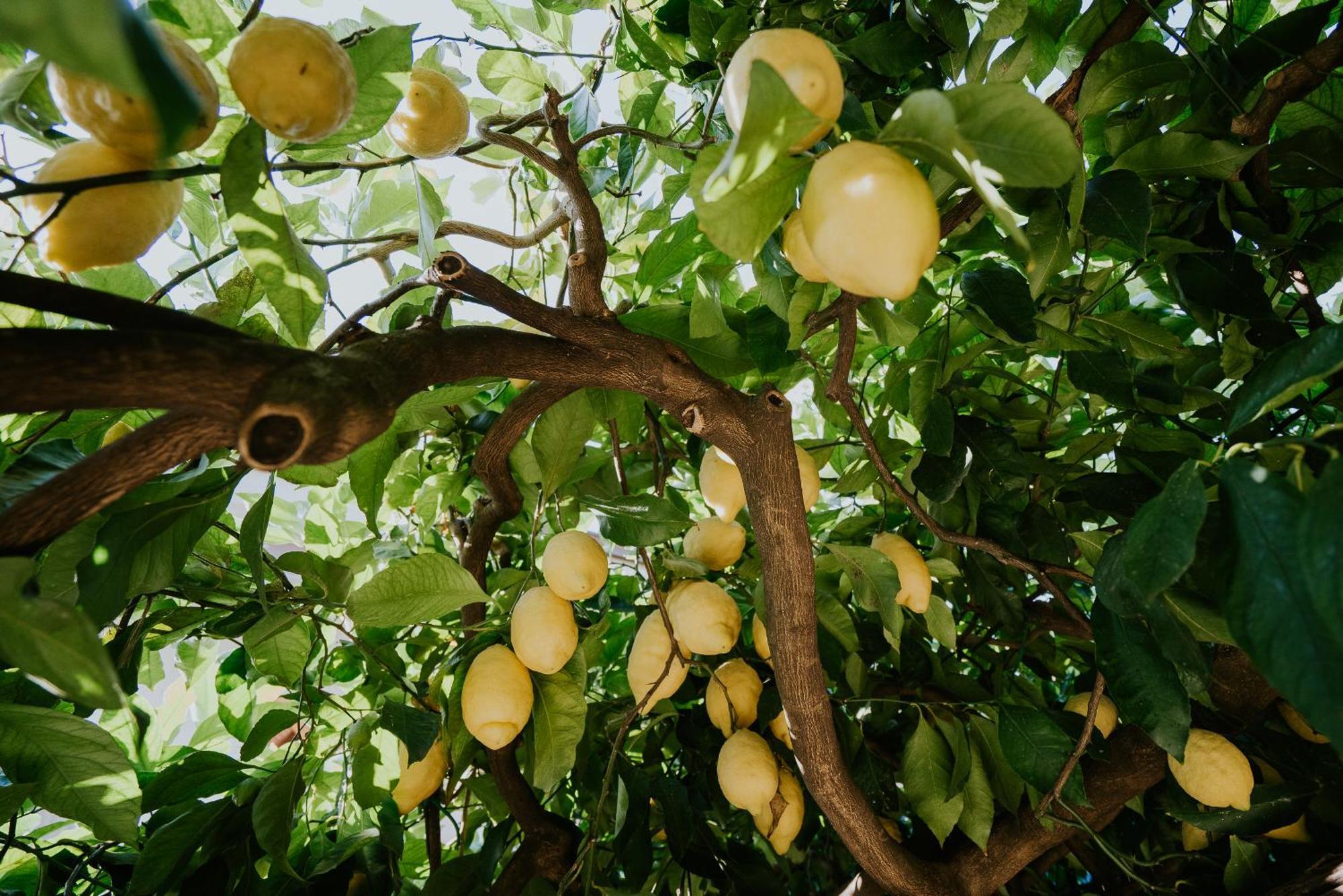 Il Giardino Dei Limoni Leilighet Polvica Eksteriør bilde