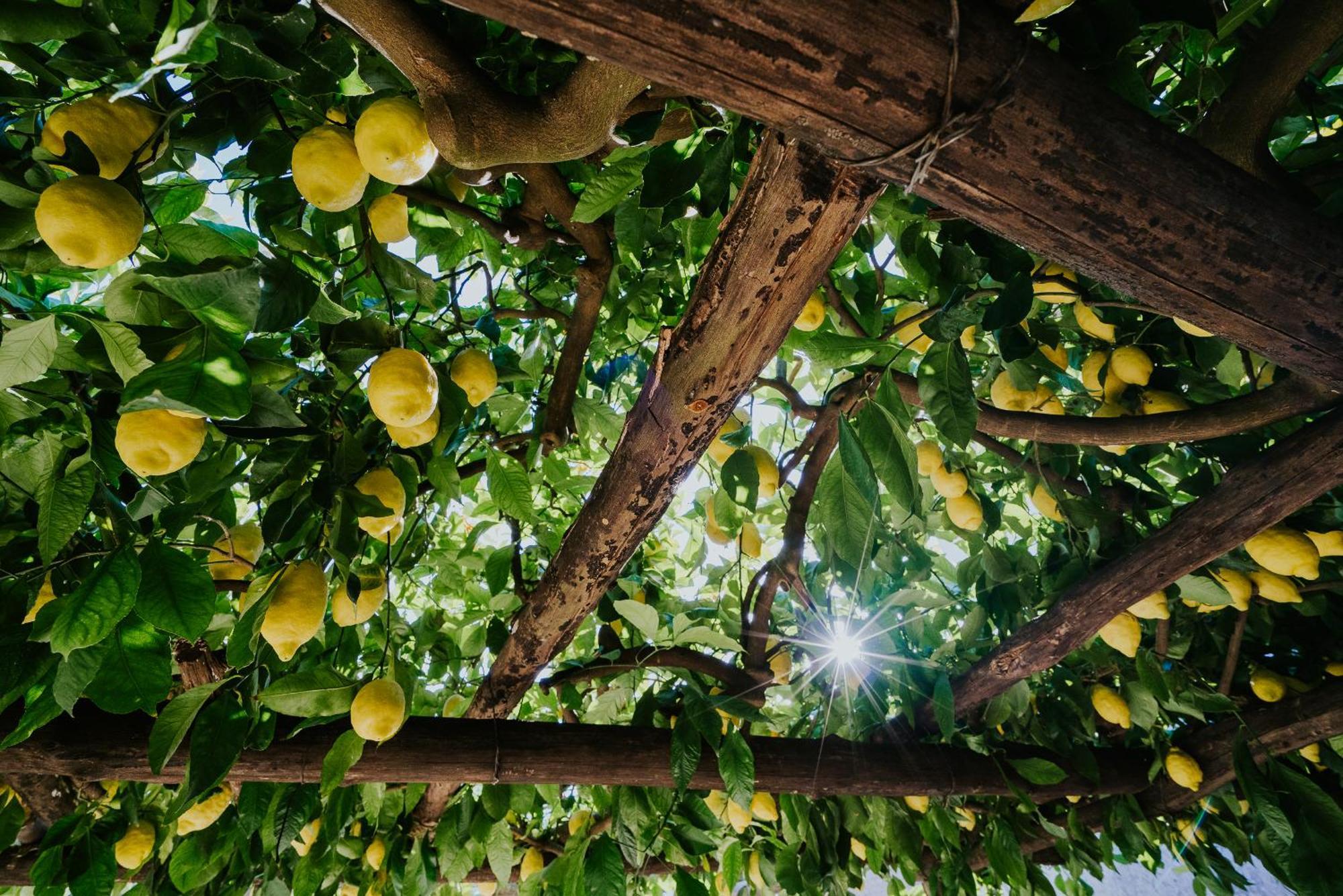 Il Giardino Dei Limoni Leilighet Polvica Eksteriør bilde